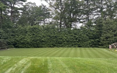 The Importance of Indoor Artificial Turf Cleaning — And Why Turf Refresh Is the Right Choice