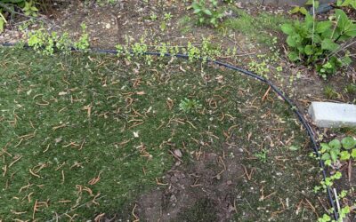 Weeds in Artificial Turf? Turf Refresh Has The Solution