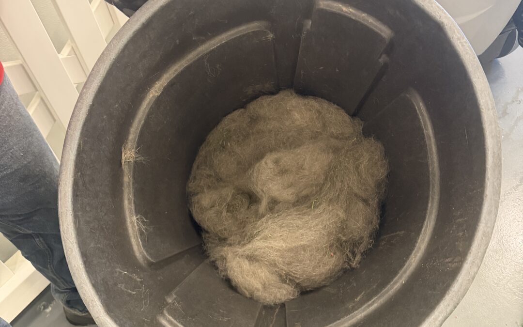Why Indoor Dog Daycares Need Regular Turf Cleaning